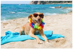 Dog on beach Meme Template