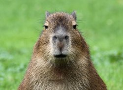 Capybara is not amused Meme Template