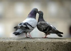 2 pigeons Meme Template