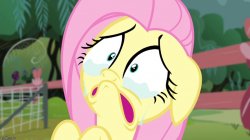 Crying Fluttershy Meme Template