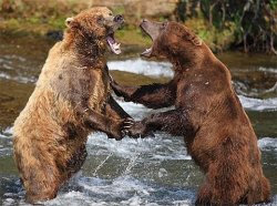 Bears Dancing & Singing Meme Template
