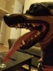 Dogs don't like fireworks Meme Template