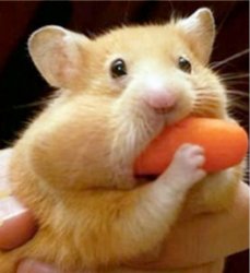 Hamster eats carrot mouthful Meme Template