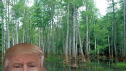 trump swamp Meme Template