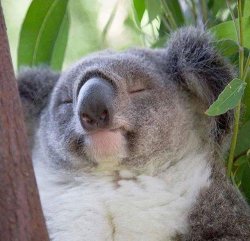 Peaceful Koala Meme Template