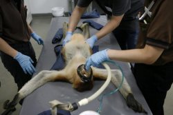 proboscis monkey hospital vet Meme Template