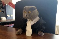 Business Cat Meme Template