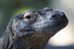 monitor lizard Meme Template