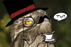 Sir Potoo is not amused Meme Template