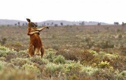 kangaroo1 Meme Template