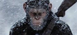 War for the Planet of the Apes Meme Template