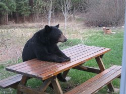 bear picnic table Meme Template