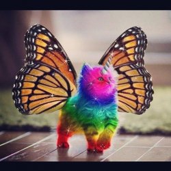 Rainbow Butterfly Unicorn Kitten Meme Template