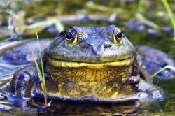 Jeremiah Bullfrog Meme Template