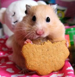 hamstercooktell Meme Template