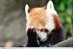 Face palm red panda Meme Template