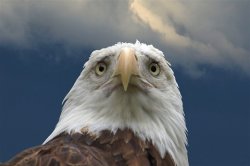 sad eagle Meme Template