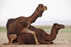 Camels having sex Meme Template