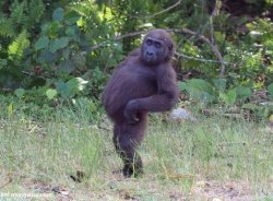 Dancing gorilla Meme Template