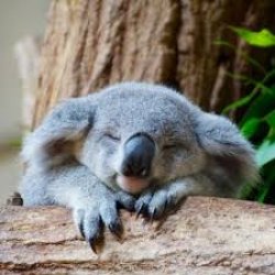 sleepy koala Meme Template