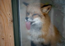 fox licking window Meme Template