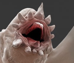 Laughs Microscopically Meme Template