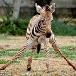 Wobbly Meme Template