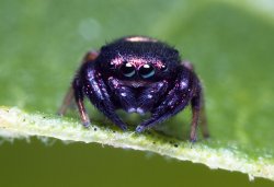 Sweet Salticidae Meme Template