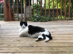 Porch Cat Eddie Meme Template