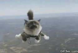grumpy cat skydiving Meme Template