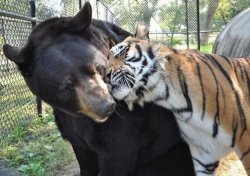 Tiger Loving Bear Meme Template