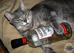 cat and liquor Meme Template