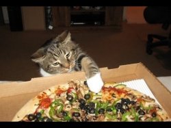 Pizza cat Meme Template