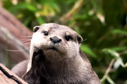 Positive Otter Meme Template