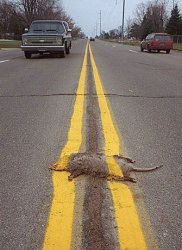 road kill Meme Template