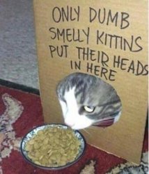 dumb cats Meme Template