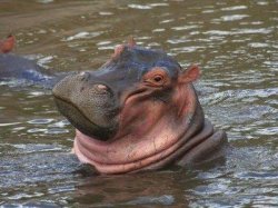 smiling hippo Meme Template