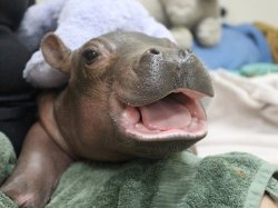 Fiona the Baby Hippo Meme Template