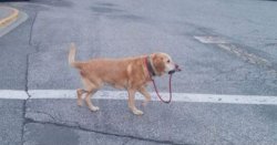 dog walking itself Meme Template