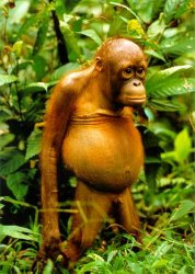 Fat monkey, sad orangutan, fat orangutan Meme Template