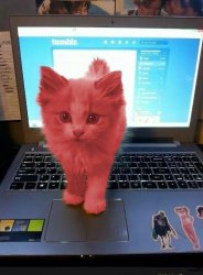RayCat blocking monitor Meme Template