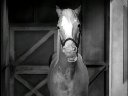 Mr. Ed Meme Template