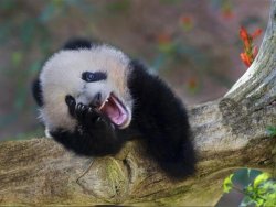 laughing panda Meme Template