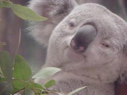 Stoned koala Meme Template