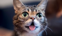 Lil BUB cat Meme Template