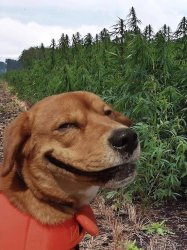 Weed Dog Meme Template