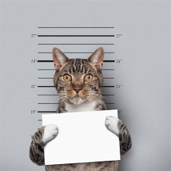 cat mug shot Meme Template