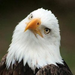 usadafuq Meme Template