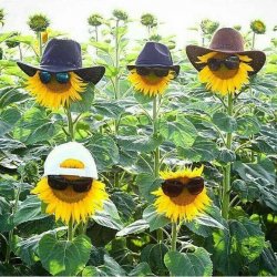Sunflowers Meme Template