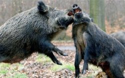 Wild Boars Meme Template